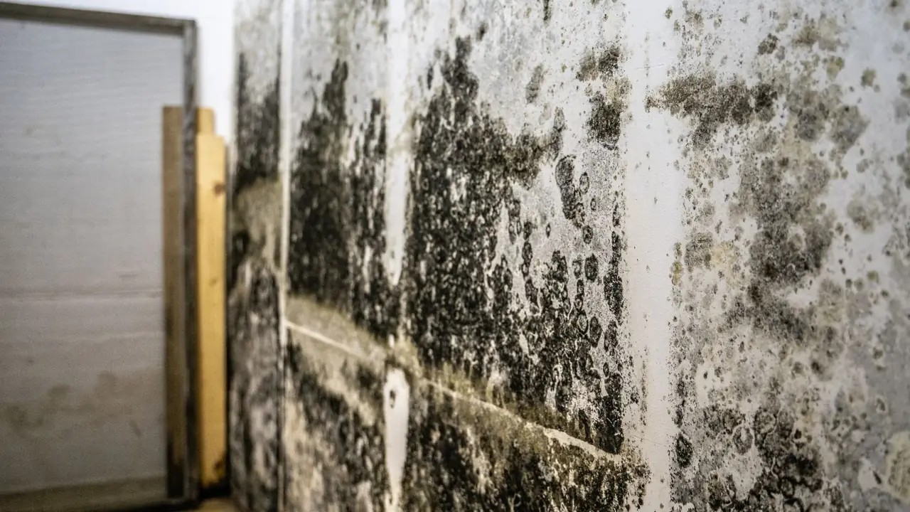 Heavy dark mold growth across a basement wall beside a wood stud